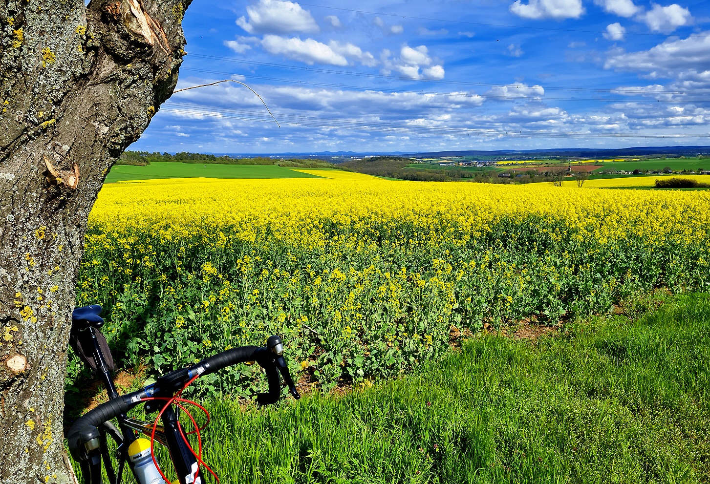 Rapsblüte beim Eintritt in die Eifel